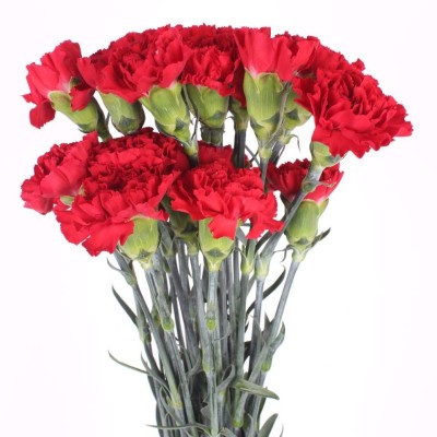 Red Carnation Bunch
