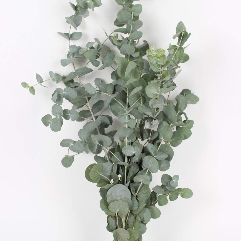 Fresh Eucalyptus Bunch