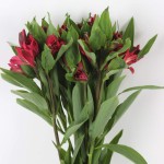 Alstroemeria Bunch