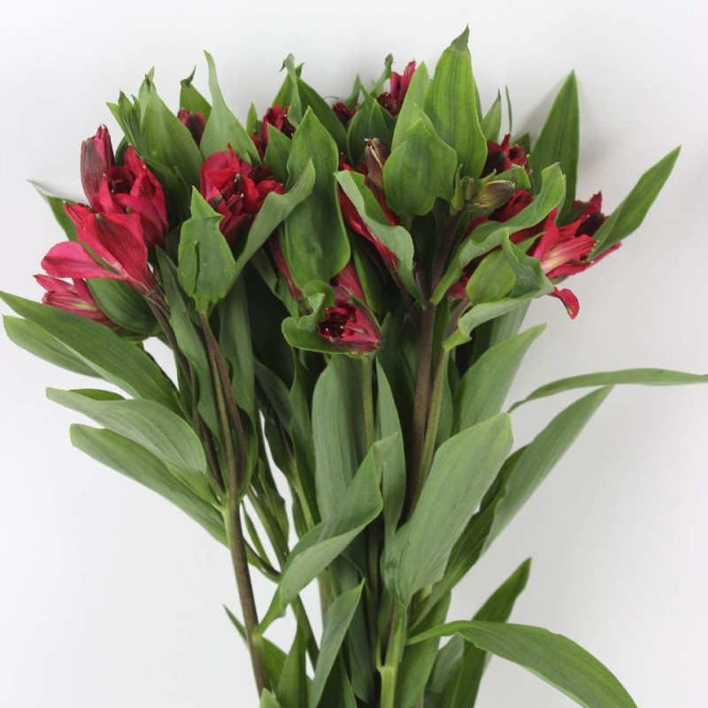 Alstroemeria Bunch