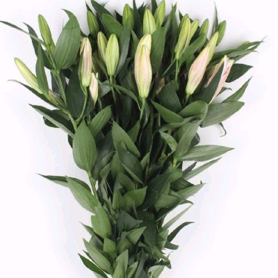 Pink Oriental Lily Bunch