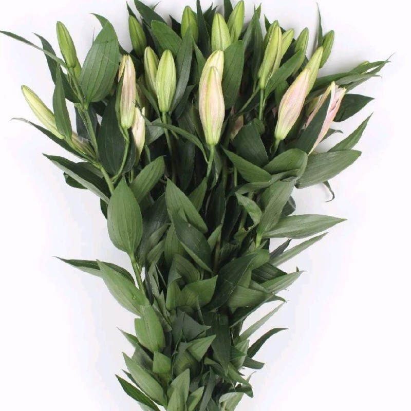 Pink Oriental Lily Bunch