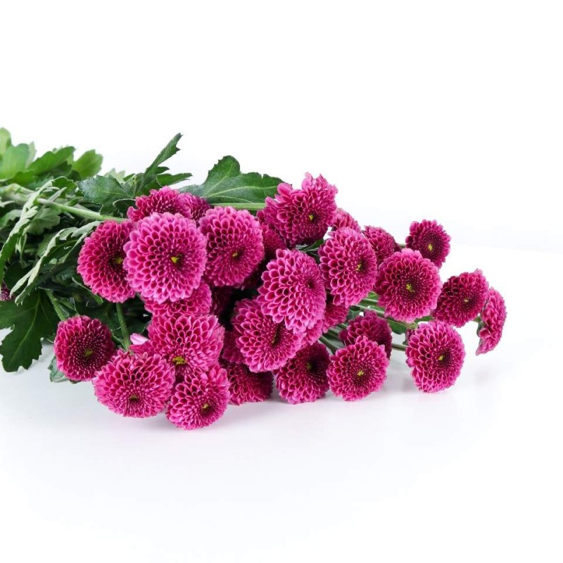 Purple Chrysanthemum Pompon Bunch
