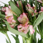 Alstroemeria Bunch