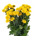 Yellow Chrysanthemum Pompon Bunch