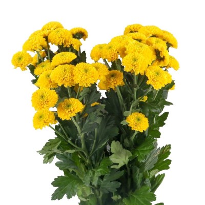 Yellow Chrysanthemum Pompon Bunch