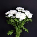 White Pompon Chrysanthemum Bunch