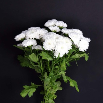 White Pompon Chrysanthemum Bunch