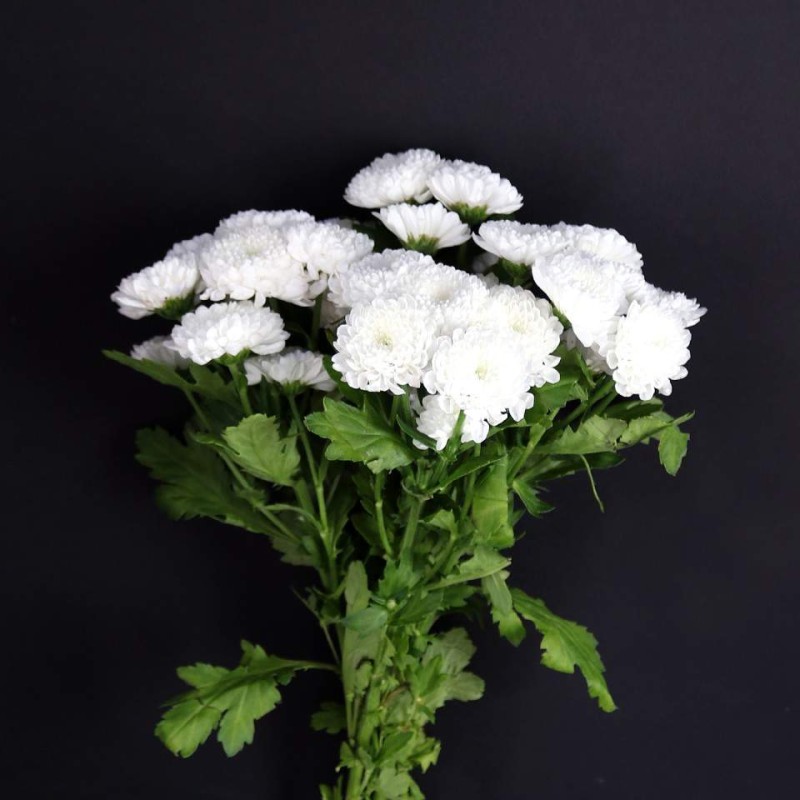 White Pompon Chrysanthemum Bunch