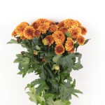Bronze Chrysanthemum Pompon Bunch