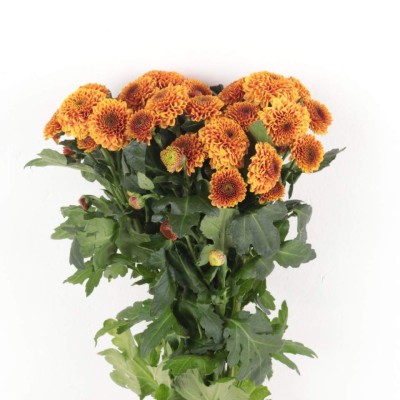 Bronze Chrysanthemum Pompon Bunch