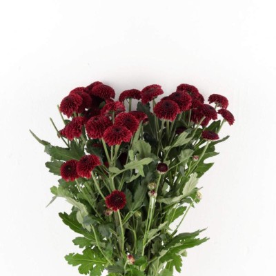Burgundy Chrysanthemum Pompon Bunch