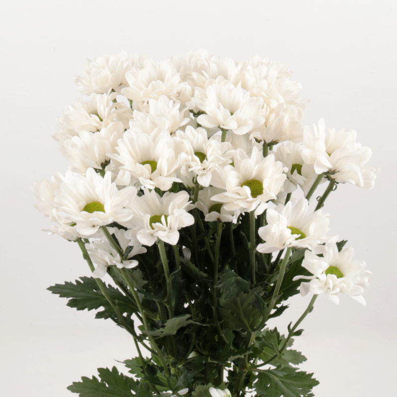 White Chrysanthemum Bunch