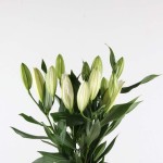 White Oriental Lily Bunch