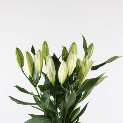 White Oriental Lily Bunch