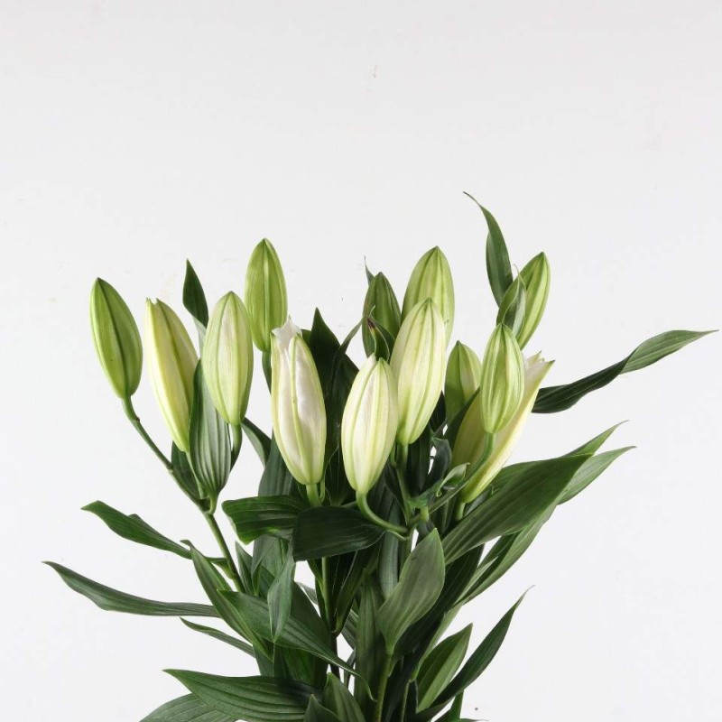 White Oriental Lily Bunch