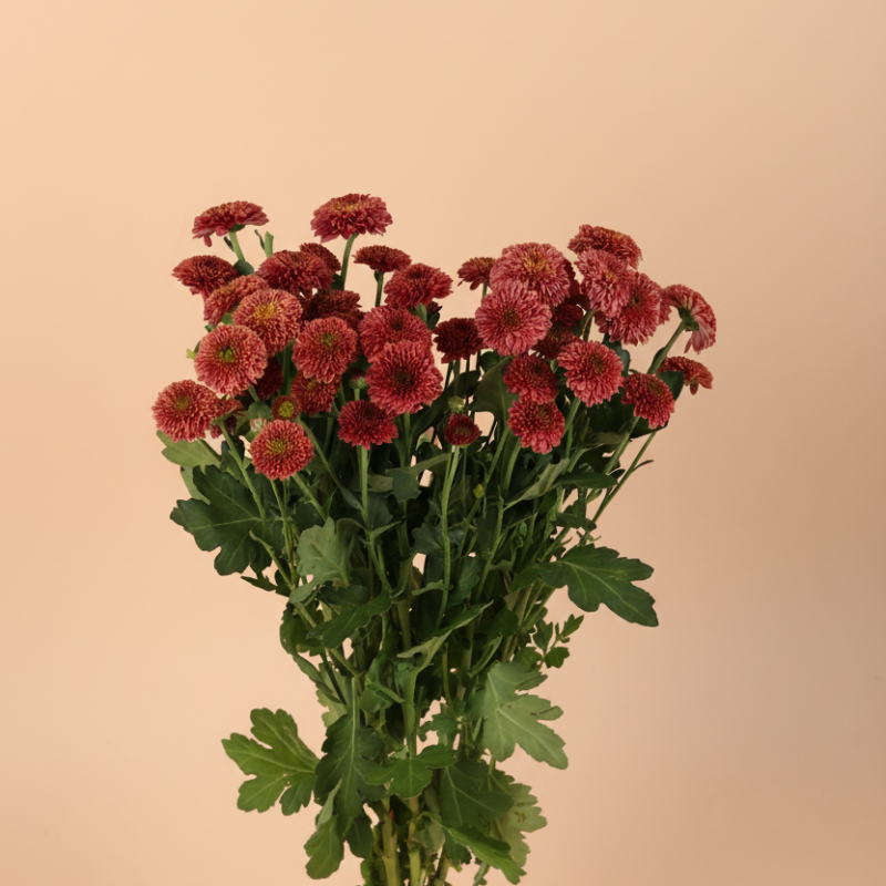 Mauve Chrysanthemum Bunch