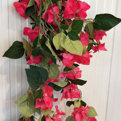 Hot Pink Bougainvillea Hanging Bush