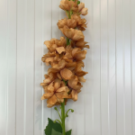 Coffee Brown Delphinium Stem