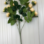 Cream Mini Rose Bush