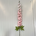Tall Pink Delphinium Stem
