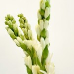 White Tuberose Blooms